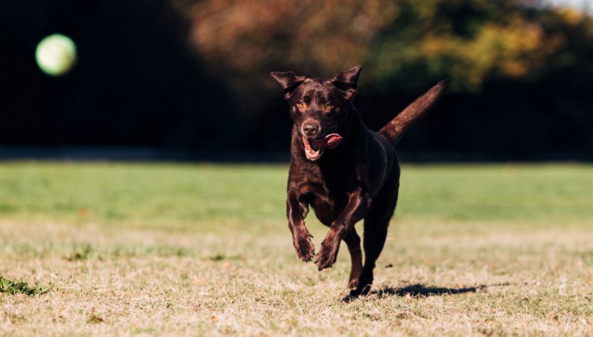 Lab chasing a tennis ball