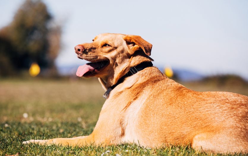 Dog with electronic fence collar and training flags