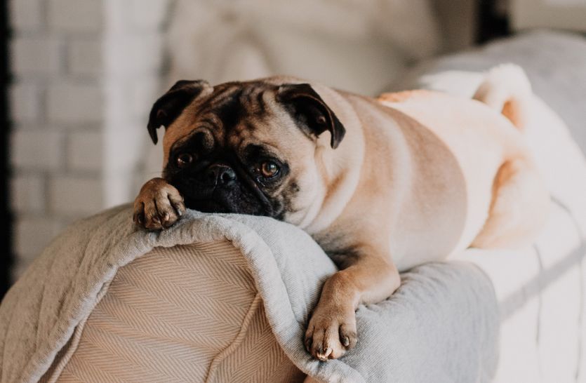 Dog resting on coach