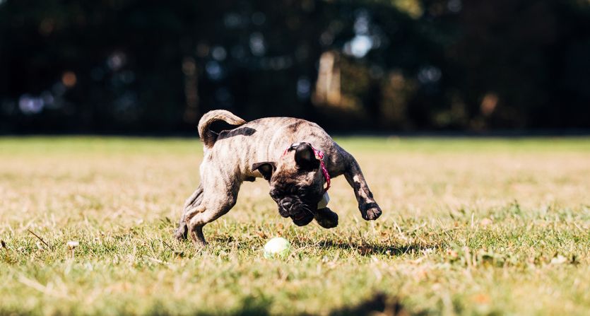 Dog chasing ball